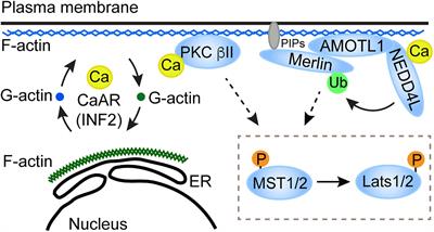 Calcium, an Emerging Intracellular Messenger for the Hippo Pathway Regulation